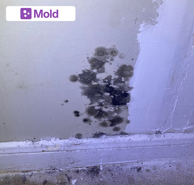 Mold inspections and indoor air testing in Harvest Green